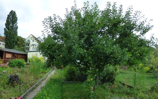 Gepflegter Garten abzugeben