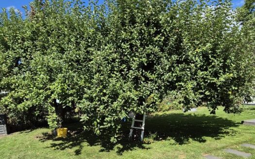 sehr gepflegter Garten in KGV „Am Brückenberg“ e.V. abzugeben
